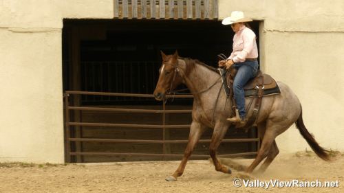 HorseID: 2311324 CR Sweet Lil Cheena - PhotoID: 1096153