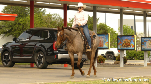 HorseID: 2311324 CR Sweet Lil Cheena - PhotoID: 1096154