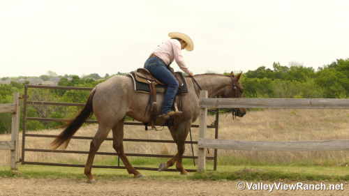 HorseID: 2311324 CR Sweet Lil Cheena - PhotoID: 1096155