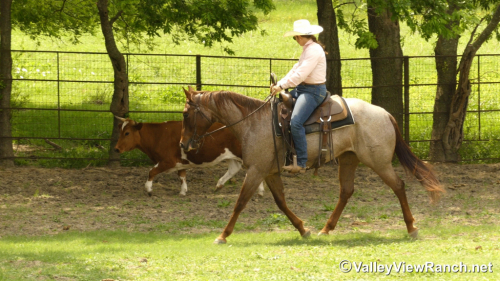 HorseID: 2311324 CR Sweet Lil Cheena - PhotoID: 1096156