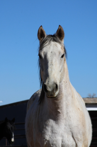 HorseID: 2311327 Long Strange Trip - PhotoID: 1096157