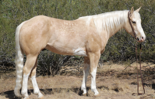 HorseID: 2311329 Sly!! AQHA/APHA Gorgeous Palomino Gelding! - PhotoID: 1096158