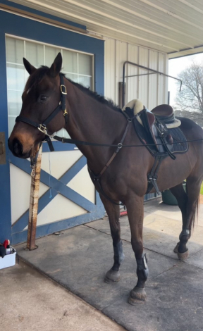 HorseID: 2311330 Summer Breeze - PhotoID: 1096402