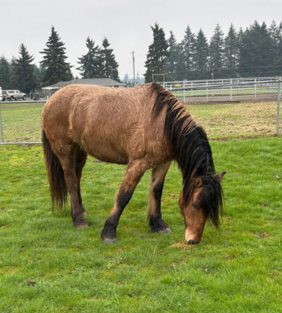 HorseID: 2311331 Freyja - PhotoID: 1096159