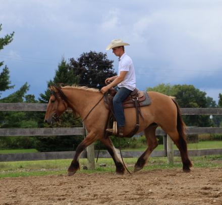 HorseID: 2311331 Freyja - PhotoID: 1096160