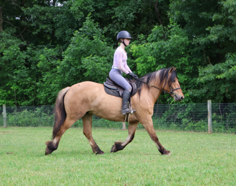 HorseID: 2311331 Freyja - PhotoID: 1096161