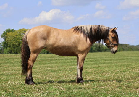 HorseID: 2311331 Freyja - PhotoID: 1096162