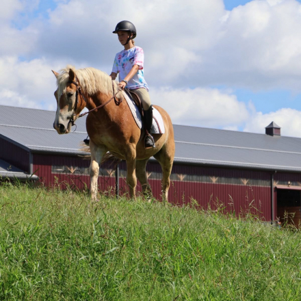 HorseID: 2311334 Wick - PhotoID: 1096164