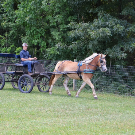 HorseID: 2311334 Wick - PhotoID: 1096165