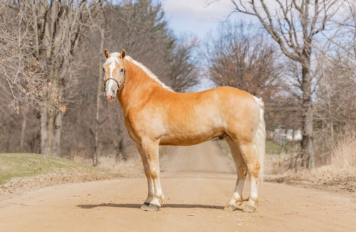 HorseID: 2311334 Wick - PhotoID: 1096166