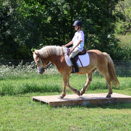 HorseID: 2311334 Wick - PhotoID: 1096167
