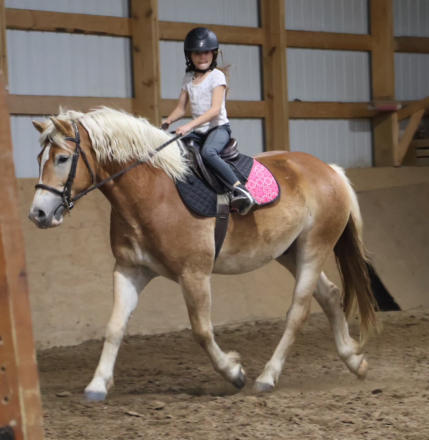 HorseID: 2311334 Wick - PhotoID: 1096163