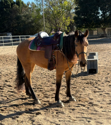 HorseID: 2311335 What The Buck - PhotoID: 1096169