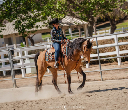 HorseID: 2311335 What The Buck - PhotoID: 1096170