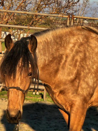 HorseID: 2311335 What The Buck - PhotoID: 1096168