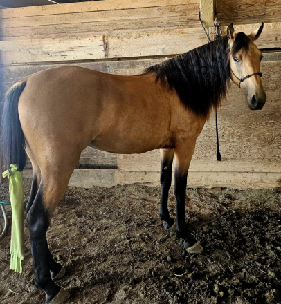 HorseID: 2311335 What The Buck - PhotoID: 1096169