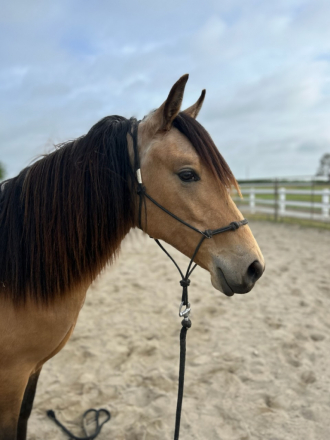 HorseID: 2311335 What The Buck - PhotoID: 1096171