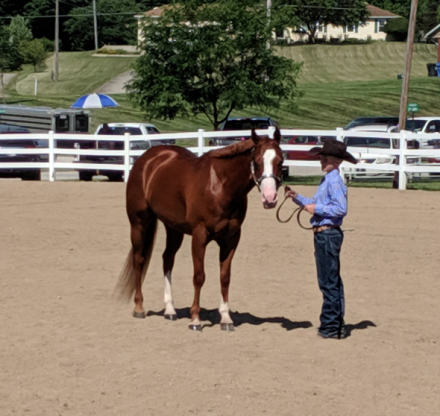 HorseID: 2311338 Rey Quixote Rain - PhotoID: 1096174