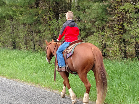 HorseID: 2311338 Rey Quixote Rain - PhotoID: 1096176