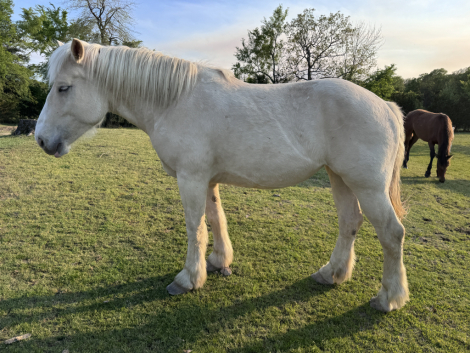 HorseID: 2311339 Tributes Ladybird - PhotoID: 1096172