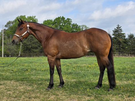 HorseID: 2311343 Shine on the Coast - PhotoID: 1096183