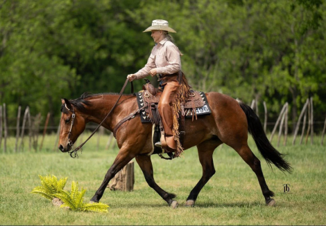 HorseID: 2311343 Shine on the Coast - PhotoID: 1096184