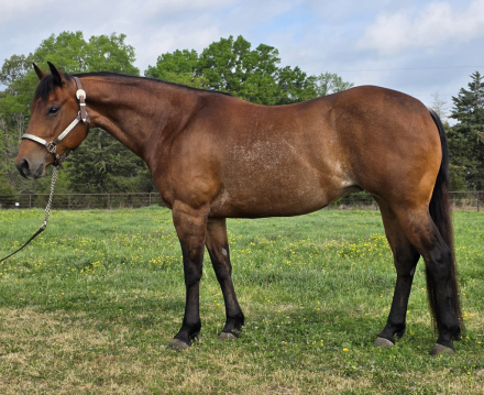 HorseID: 2311343 Shine on the Coast - PhotoID: 1096185