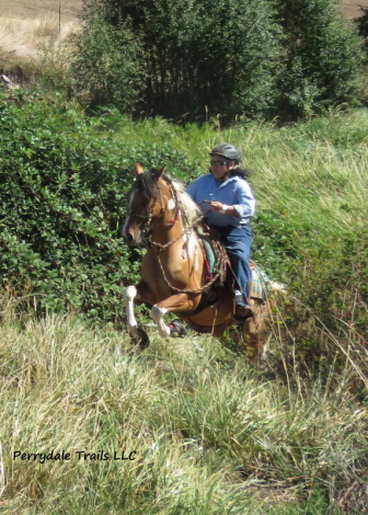 HorseID: 2311349 Kuna - PhotoID: 1096191