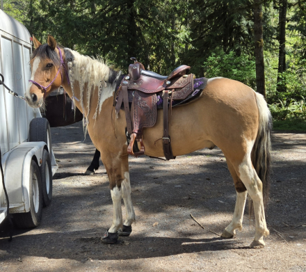 HorseID: 2311349 Kuna - PhotoID: 1096193
