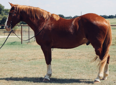 HorseID: 2311350 Draft Cross Beginner Trail Horse - PhotoID: 1096194