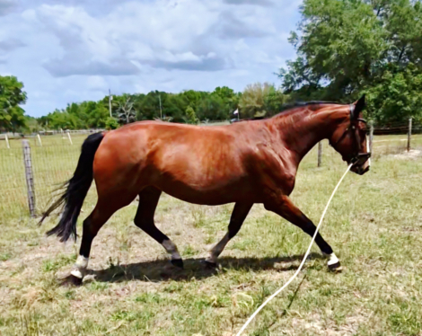 HorseID: 2311351 Mamzelle - PhotoID: 1096201