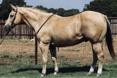 HorseID: 2311353 Kaci - PhotoID: 1096195