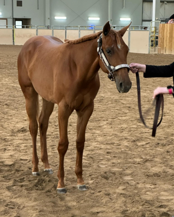 HorseID: 2311355 V I P SEATING - PhotoID: 1096196