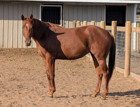 HorseID: 2311355 V I P SEATING - PhotoID: 1096197