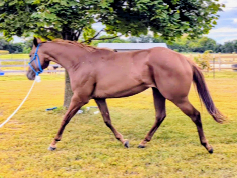 HorseID: 2311355 V I P SEATING - PhotoID: 1096198