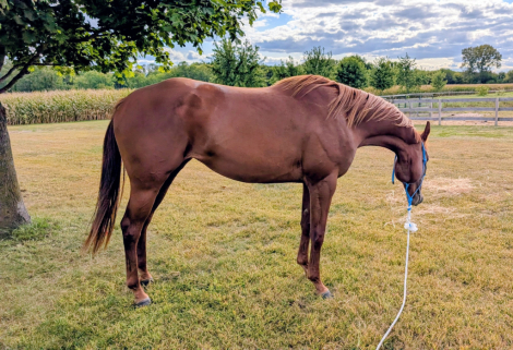 HorseID: 2311355 V I P SEATING - PhotoID: 1096199