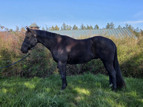 HorseID: 2311356 Purdylicouse - PhotoID: 1096200