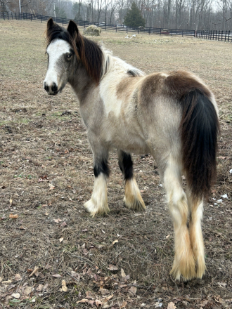 HorseID: 2311359 Faith of gamblin equine enterprise - PhotoID: 1096208