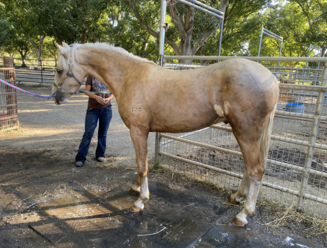 HorseID: 2311360 KE Exjordanary - PhotoID: 1096209