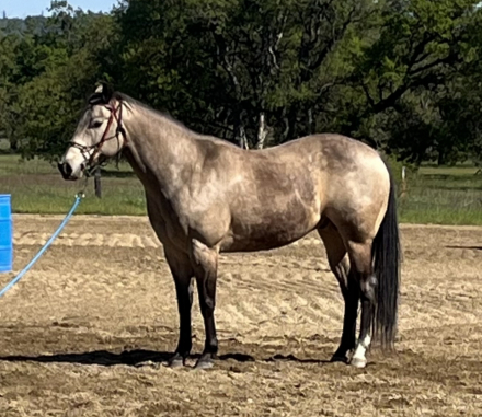 HorseID: 2311365 Ruger - PhotoID: 1096210