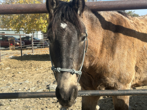 HorseID: 2311366 Buckwheat - PhotoID: 1096213
