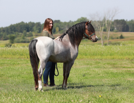 HorseID: 2311367 Rhys Meadows Manchester - PhotoID: 1096214