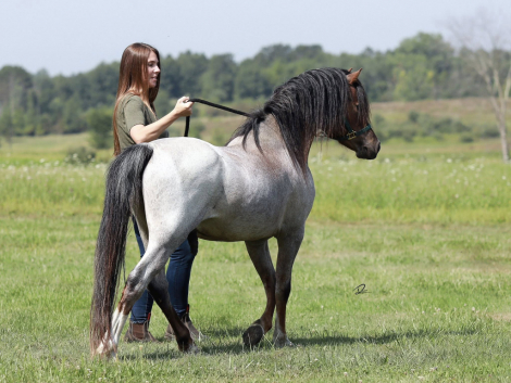 HorseID: 2311367 Rhys Meadows Manchester - PhotoID: 1096215