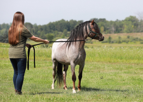 HorseID: 2311367 Rhys Meadows Manchester - PhotoID: 1096217