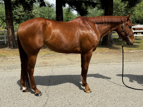 HorseID: 2311368 Cherry - PhotoID: 1096218