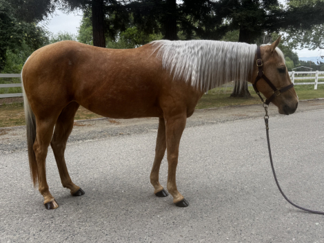 HorseID: 2311369 Waffle - PhotoID: 1096219