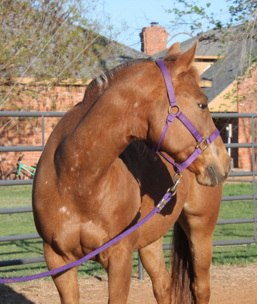 HorseID: 2311374 Sheza Bunny Bandita - PhotoID: 1096227