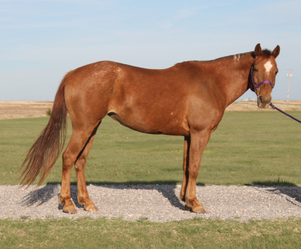 HorseID: 2311374 Sheza Bunny Bandita - PhotoID: 1096228