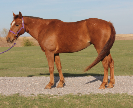 HorseID: 2311374 Sheza Bunny Bandita - PhotoID: 1096229