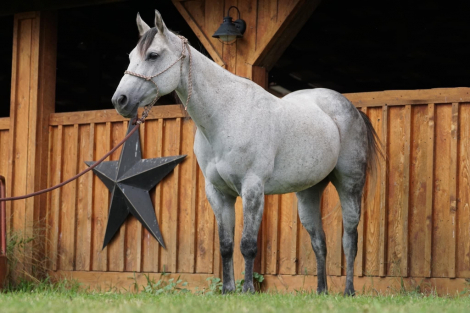 HorseID: 2311375 Ivory - PhotoID: 1096231